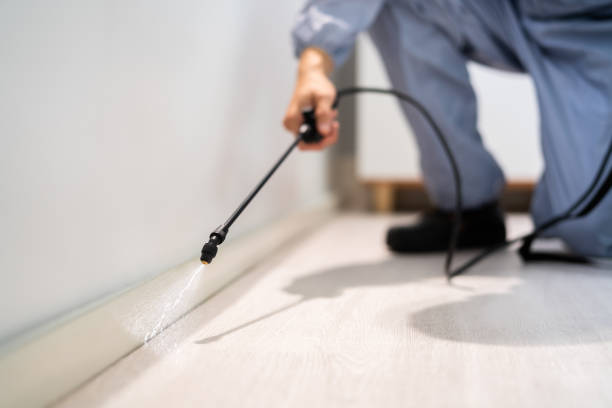 Wasp Removal Services in Gervais, OR